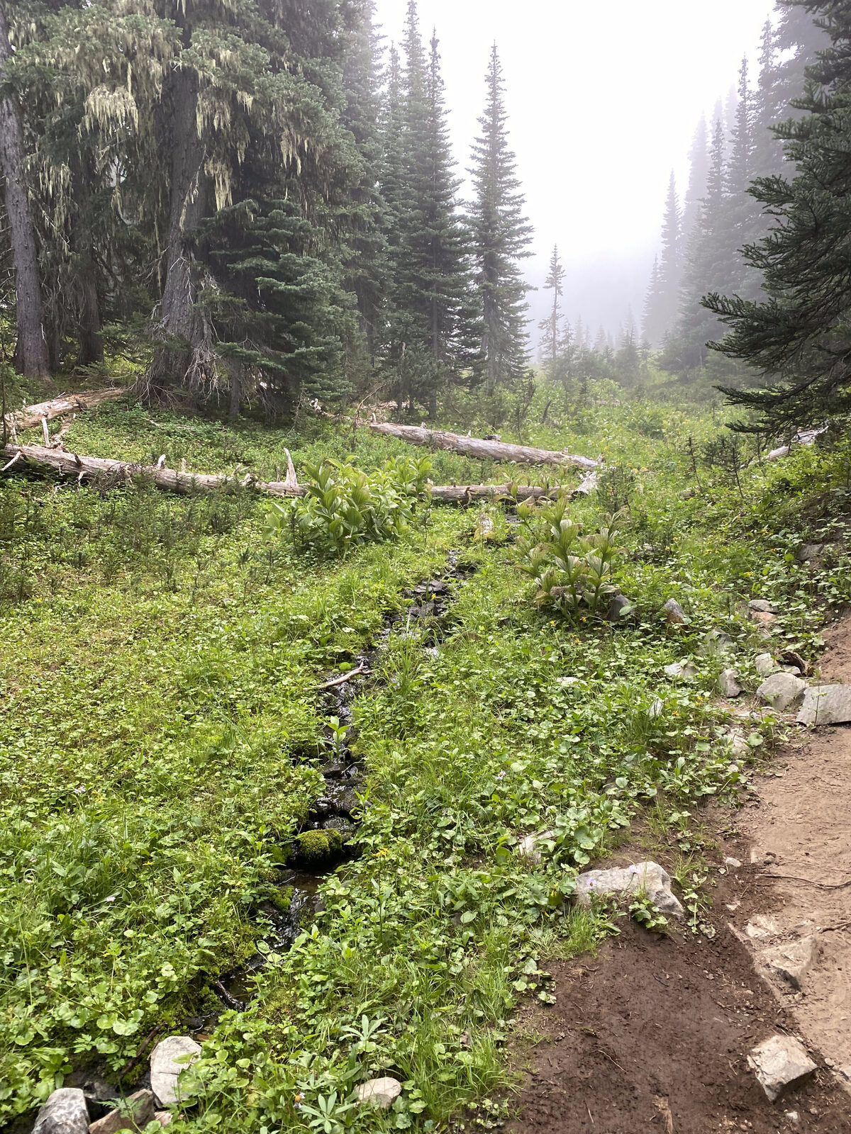 Green trail